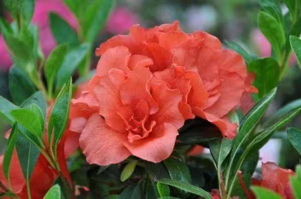 杜鹃花的种植方法