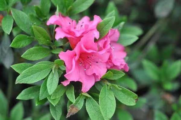 杜鹃花的种植方法