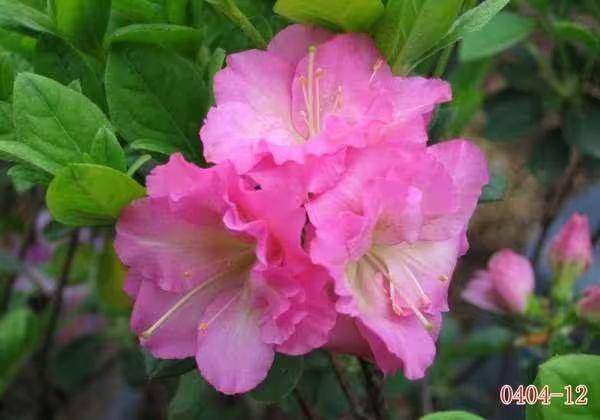 杜鹃花的种植方法