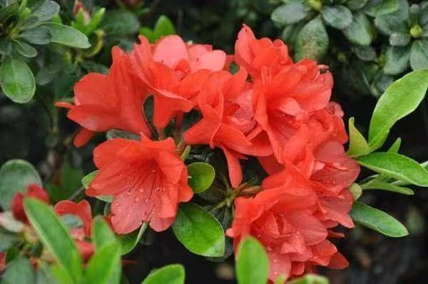 杜鹃花的种植方法