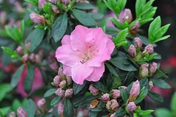 杜鹃花的种植方法