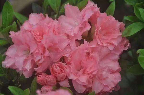 杜鹃花的种植方法