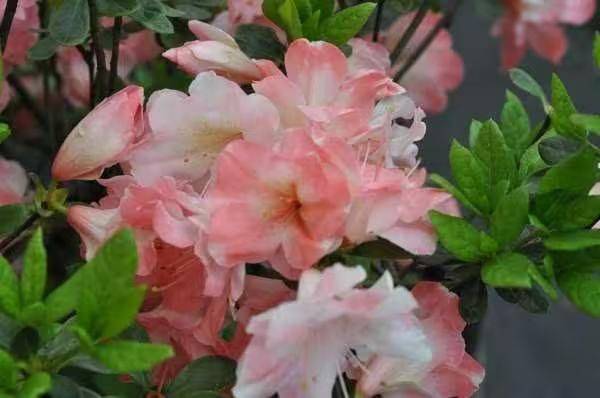 杜鹃花的种植方法