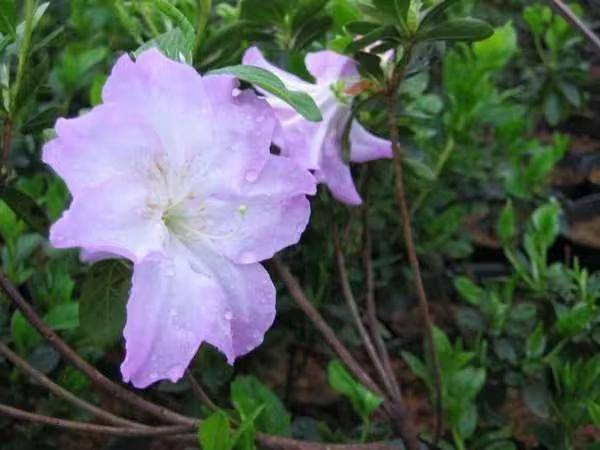 杜鹃花的种植方法