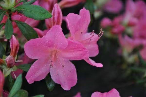 杜鹃花的种植方法