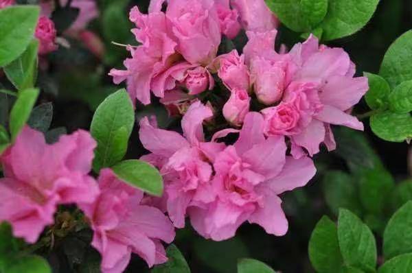 杜鹃花的种植方法