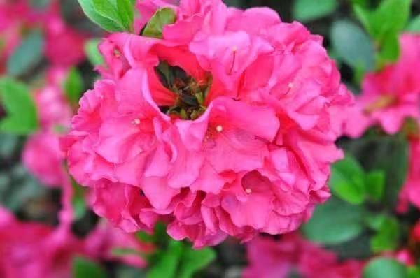 杜鹃花的种植方法