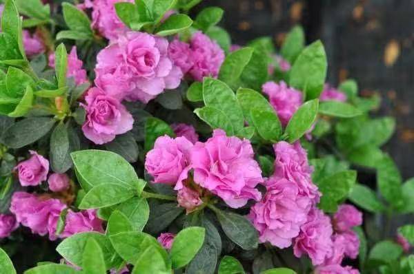 杜鹃花的种植方法