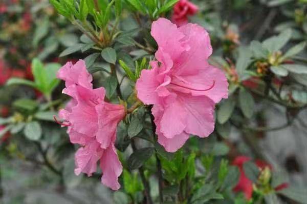 杜鹃花的种植方法