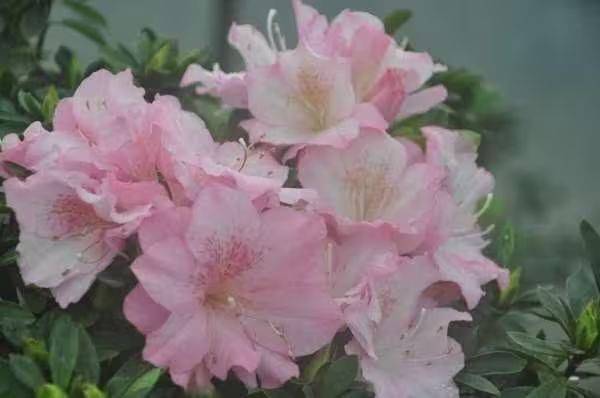 杜鹃花的种植方法