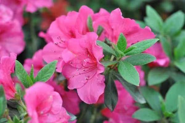 杜鹃花的种植方法