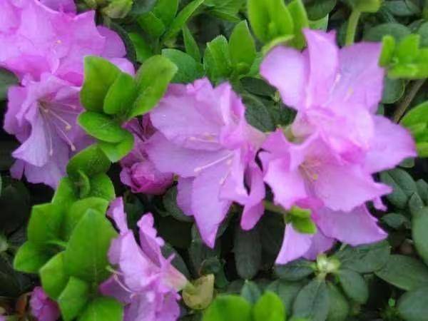 杜鹃花的种植方法