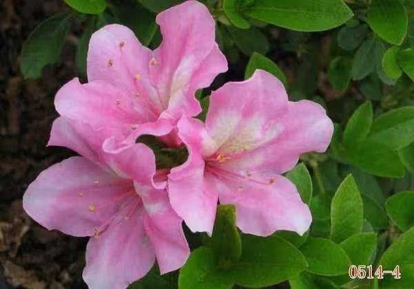 杜鹃花的种植方法