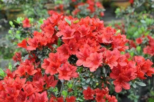 杜鹃花的种植方法