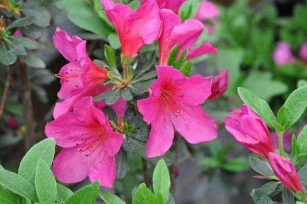 杜鹃花的种植方法