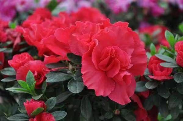 杜鹃花的种植方法