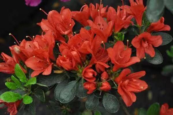 杜鹃花的种植方法