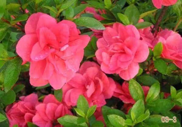 杜鹃花的种植方法