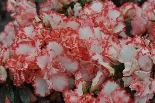 杜鹃花的种植方法