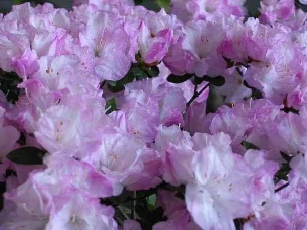 杜鹃花的种植方法