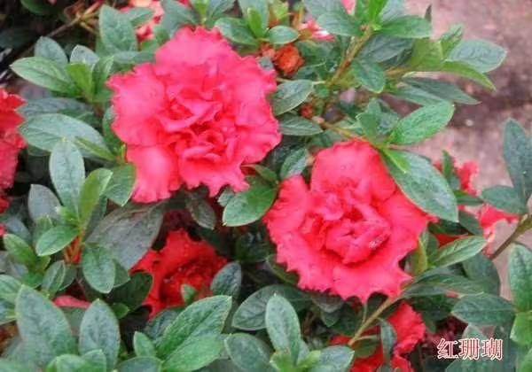 杜鹃花的种植方法