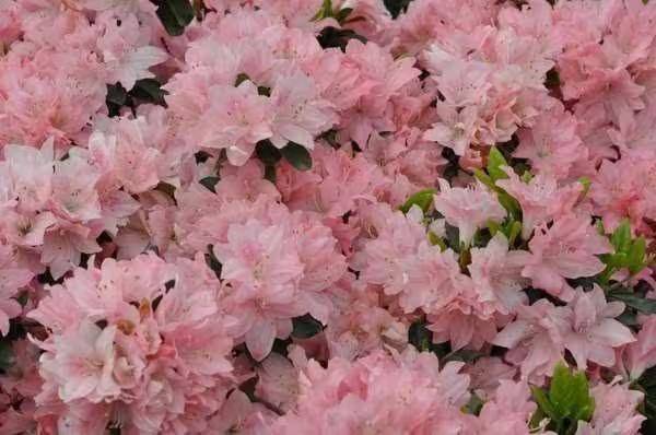 杜鹃花的种植方法