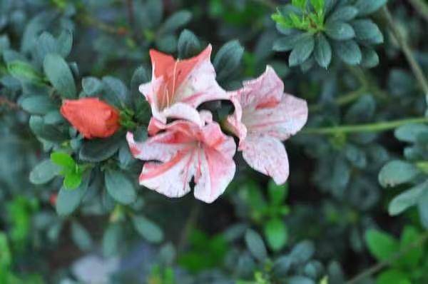 杜鹃花的种植方法