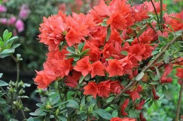 杜鹃花的种植方法