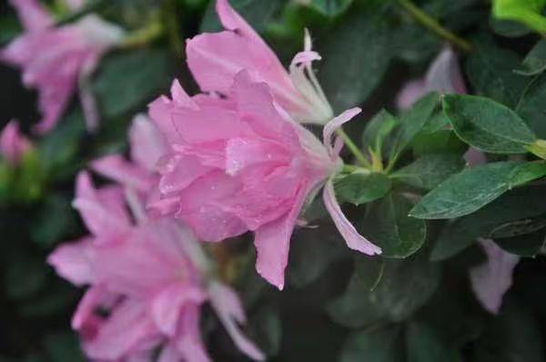 杜鹃花的种植方法