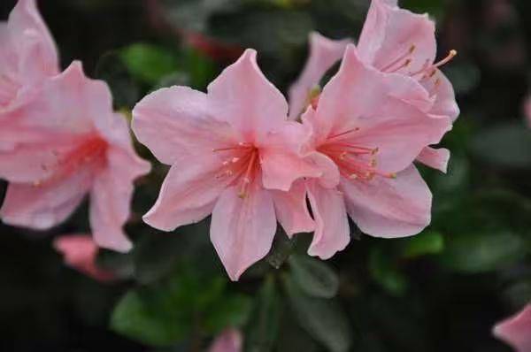 杜鹃花的种植方法