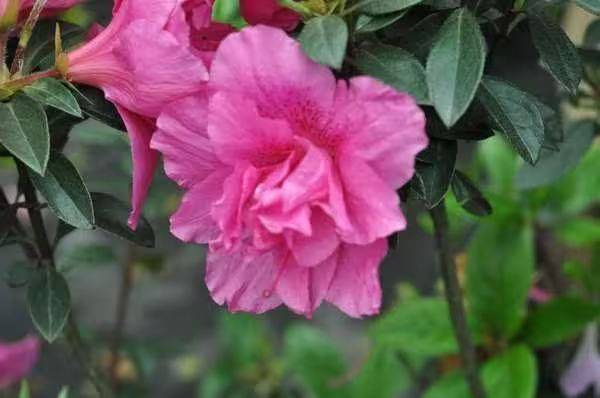 杜鹃花的种植方法