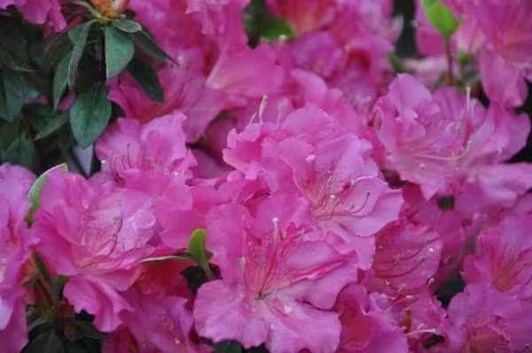 杜鹃花的种植方法