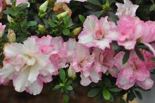 杜鹃花的种植方法