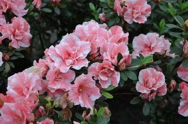 杜鹃花的种植方法