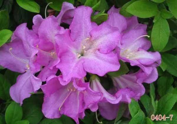 杜鹃花的种植方法