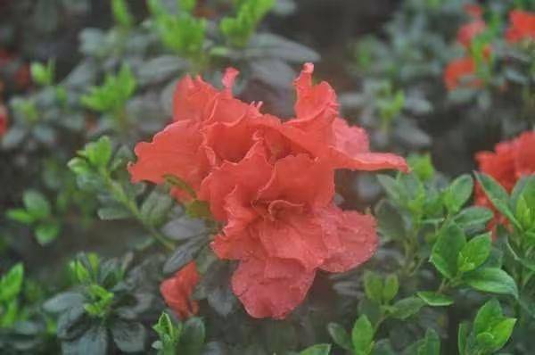 杜鹃花的种植方法