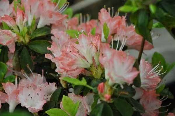 杜鹃花的种植方法