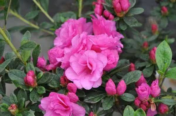 杜鹃花的种植方法