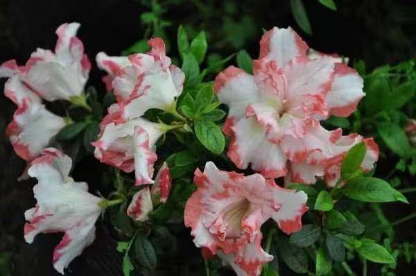 杜鹃花的种植方法