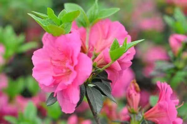 杜鹃花的种植方法