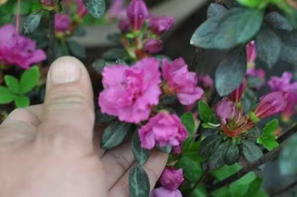 杜鹃花的种植方法