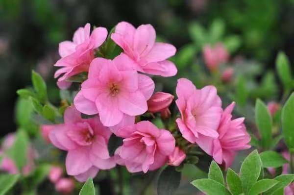 杜鹃花的种植方法