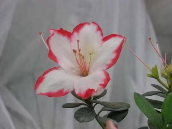 杜鹃花的种植方法