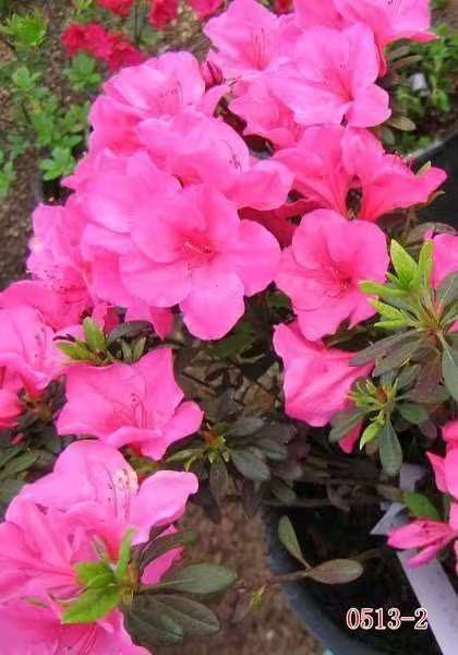 杜鹃花的种植方法