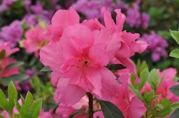 杜鹃花的种植方法