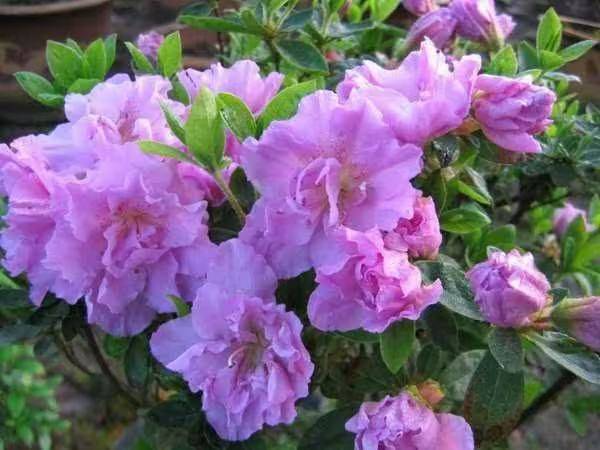 杜鹃花的种植方法