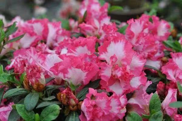 杜鹃花的种植方法