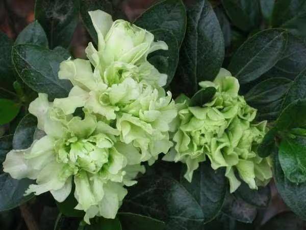 杜鹃花的种植方法