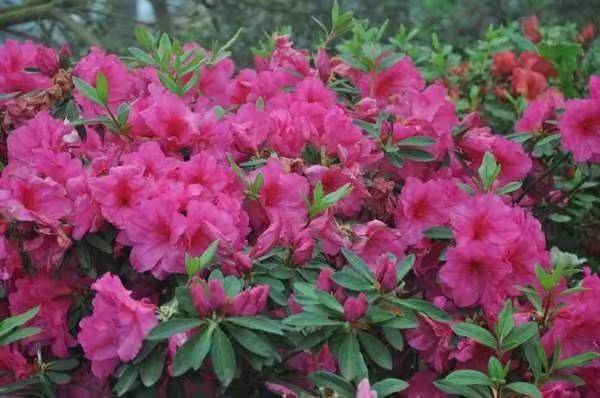 杜鹃花的种植方法