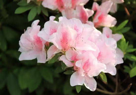 杜鹃花的种植方法